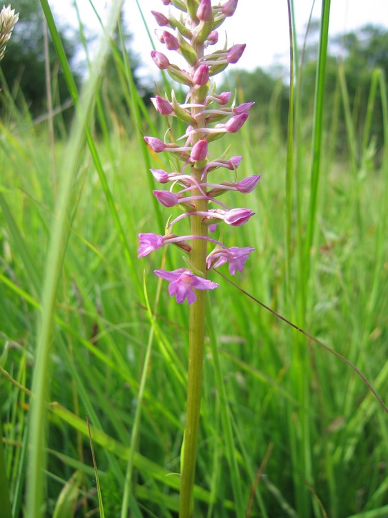 Gymnadenia conopsea